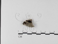 藏品(毛木耳)的圖片