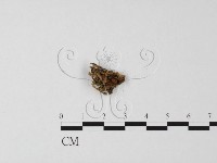 藏品(黑赭暗盤菌)的圖片