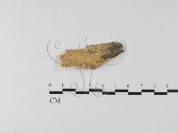 藏品(絲齒菌屬)的圖片