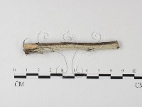 藏品(冇骨消絲齒菌)的圖片