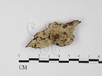 藏品(阿太菌屬)的圖片