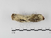 藏品(絲齒菌屬)的圖片