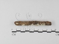 藏品(齒耳菌屬)的圖片