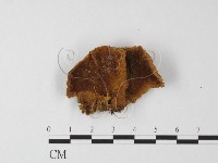 藏品(纖孔菌屬)的圖片