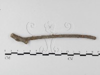 藏品(小皮傘屬)的圖片