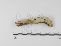 藏品(絲齒菌屬)的圖片