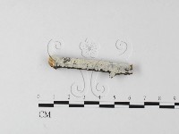 藏品(冇骨消絲齒菌)的圖片