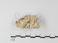 藏品(栓菌屬)的圖片