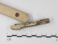 藏品(絲齒菌屬)的圖片