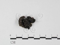 藏品(毛木耳)的圖片