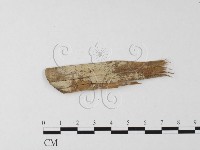 藏品(絲皮菌屬)的圖片