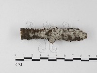 藏品(剛毛絲皮菌)的圖片