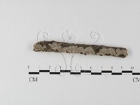 藏品(齒耳菌屬)的圖片