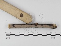 藏品(筍殼菌屬)的圖片