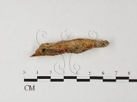 藏品(射脈菌屬)的圖片