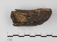 藏品(銳孔菌屬)的圖片