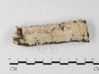 藏品(絲皮菌屬)的圖片