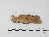 藏品(射脈菌屬)的圖片