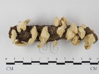 藏品(栓菌屬)的圖片