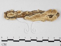 藏品(多年臥孔菌屬)的圖片