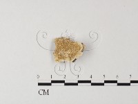 藏品(多年臥孔菌屬)的圖片