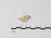 藏品(多年臥孔菌屬)的圖片