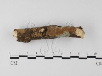 藏品(木層孔菌屬)的圖片