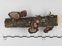 藏品(相鄰小孔菌)的圖片