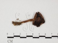 藏品(小菇屬)的圖片