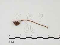 藏品(小菇屬)的圖片