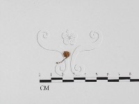 藏品(小菇屬)的圖片