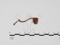 藏品(小菇屬)的圖片