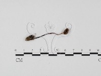 藏品(小菇屬)的圖片