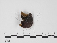 藏品(毛木耳)的圖片