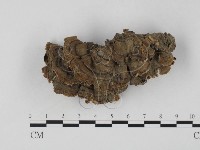 藏品(雲芝)的圖片