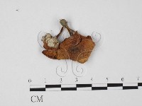 藏品()的圖片