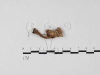 藏品(乳菇屬)的圖片