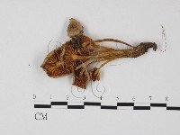 藏品(利氏小菇)的圖片