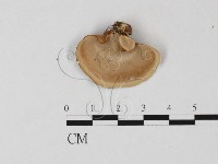 藏品(相鄰小孔菌)的圖片