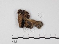 藏品(傘菌屬)的圖片