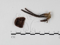 藏品(小菇屬)的圖片