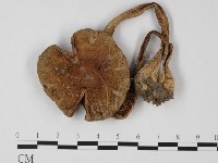 藏品(鵝膏屬)的圖片