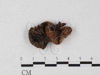 藏品(鵝膏屬)的圖片