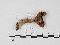 藏品(紅菇屬)的圖片