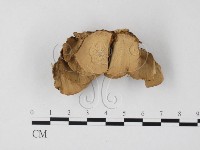 藏品(雲芝)的圖片