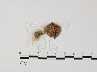 藏品(乳菇屬)的圖片