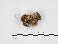 藏品(杯傘屬)的圖片