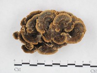 藏品(雲芝)的圖片