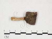 藏品(紅菇屬)的圖片