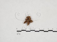 藏品(地星屬)的圖片